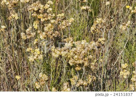 Dry Golden Everlasting flowers outdoor 24151837