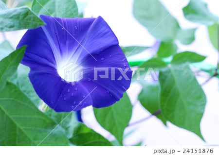 朝顔 24151876