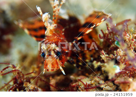 ミノカサゴの幼魚 24151959