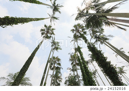 ユスラヤシ ユスラヤシ 24152016