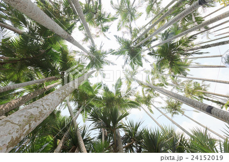 ユスラヤシ 24152019