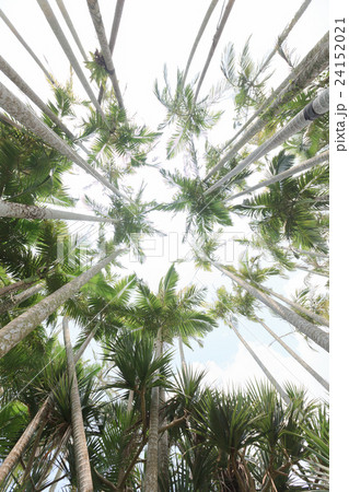 ユスラヤシ ユスラヤシ 24152021