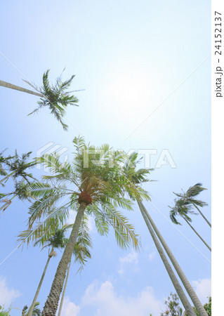 ユスラヤシ 24152137