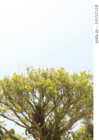 沖縄 ガジュマル 沖縄 ガジュマル 24152138