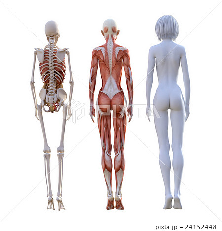 女体解剖写真 