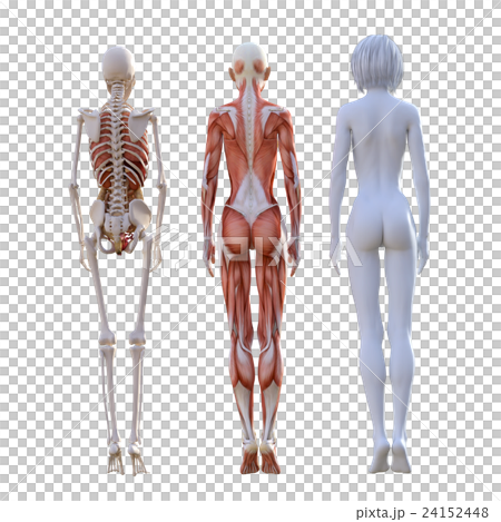 女性 解剖 筋肉 3dcg イラスト素材のイラスト素材 女性 解剖 筋肉 3dcg イラスト素材のイラスト素材