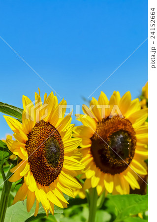 ヒマワリの花 ヒマワリの花 24152664