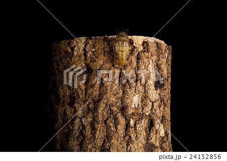 [ セミの羽化 05-01 ]ツクツクボウシの羽化　インターバル撮影　固定撮影　セミ　せみ　セミ　 24152856