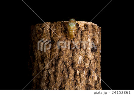 [ セミの羽化 05-06 ]ツクツクボウシの羽化　インターバル撮影　固定撮影　セミ　せみ　セミ　 24152861