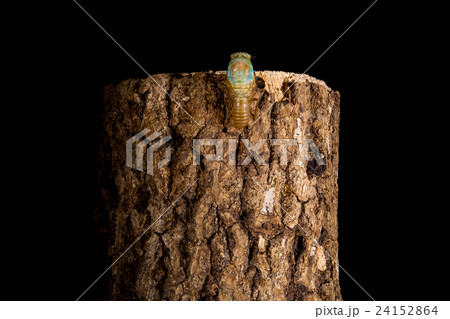 [ セミの羽化 05-09 ]ツクツクボウシの羽化　インターバル撮影　固定撮影　セミ　せみ　セミ　 24152864