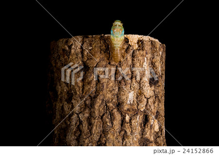 [ セミの羽化 05-11 ]ツクツクボウシの羽化　インターバル撮影　固定撮影　セミ　せみ　セミ　 24152866