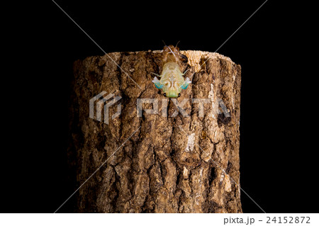 [ セミの羽化 05-17 ]ツクツクボウシの羽化　インターバル撮影　固定撮影　セミ　せみ　セミ　 24152872