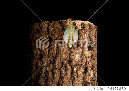 [ セミの羽化 05-25 ]ツクツクボウシの羽化　インターバル撮影　固定撮影　セミ　せみ　セミ　 24152880