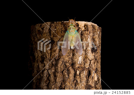 [ セミの羽化 05-30 ]ツクツクボウシの羽化　インターバル撮影　固定撮影　セミ　せみ　セミ　 24152885