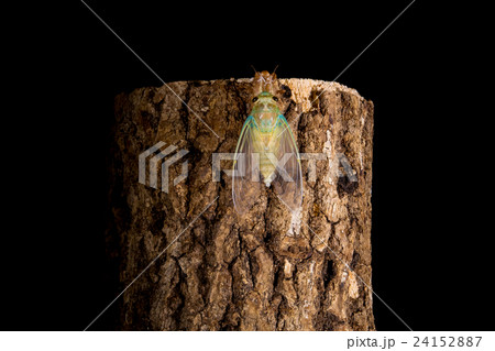 [ セミの羽化 05-32 ]ツクツクボウシの羽化　インターバル撮影　固定撮影　セミ　せみ　セミ　 24152887