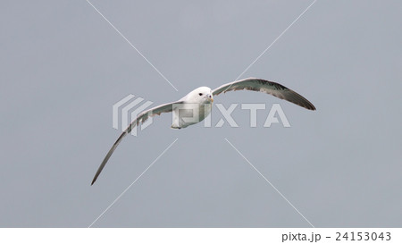 Fulmar, Fulmarus glacialis Fulmar, Fulmarus glacialis 24153043