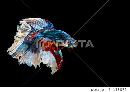siamese fighting fish isolated on black background 24153075