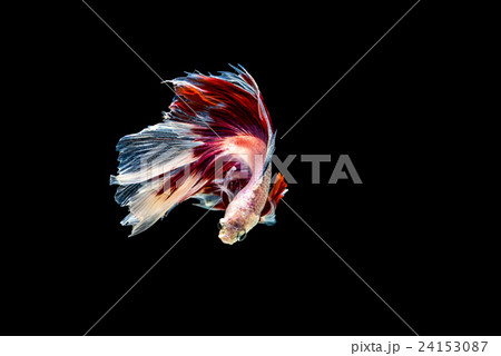 siamese fighting fish isolated on black background siamese fighting fish isolated on black background 24153087