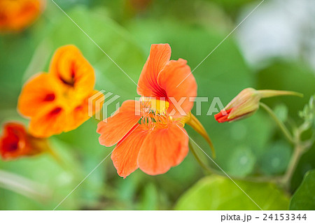 Nasturtium (Tropaeolum) Nasturtium (Tropaeolum) 24153344