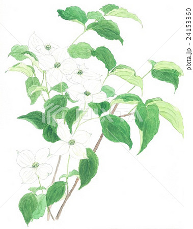 山法師２ 24153360