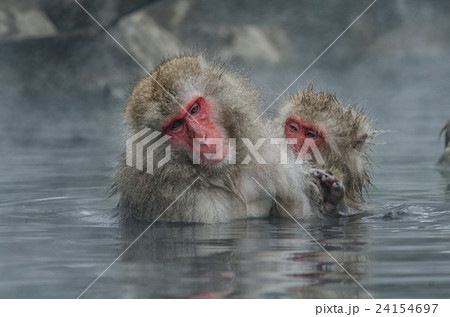 Japanese Snow monkey in hot Onsen Jigokudan Park Japanese Snow monkey in hot Onsen Jigokudan Park 24154697