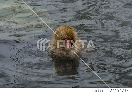 Japanese Snow monkey in hot Onsen Jigokudan Park, Japanese Snow monkey in hot Onsen Jigokudan Park, 24154738