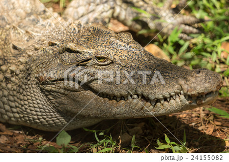 Closeup head Caiman crocodile 24155082