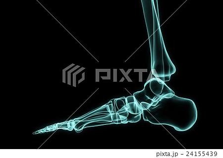 3D illustration of X-ray foot. 3D illustration of X-ray foot. 24155439