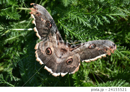 Calibri moth Sphingidae 24155521