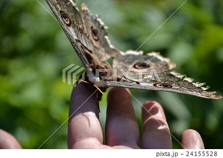 sphingidae sits on a human 24155528