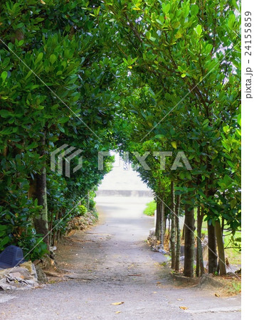 沖縄本部町の備瀬並木通り 沖縄本部町の備瀬並木通り 24155859