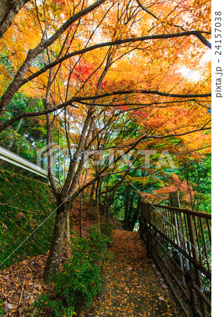 雄淵雌淵公園の紅葉 佐賀 雄淵雌淵公園の紅葉 佐賀 24157038