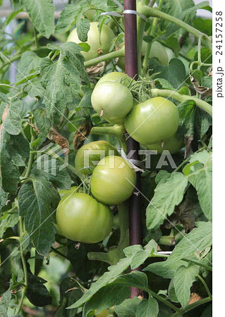 トマトの成長過程の写真素材