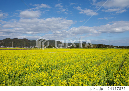 菜の花畑 24157875