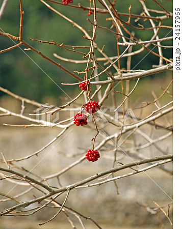 サネカズラ(赤い実） 24157966