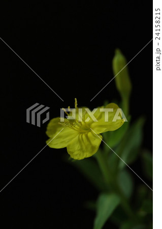 自然　植物　メマツヨイグサ、夜咲いて朝しぼむ一日花。こんな風にきれいな状態は二～三時間でしょうか 24158215