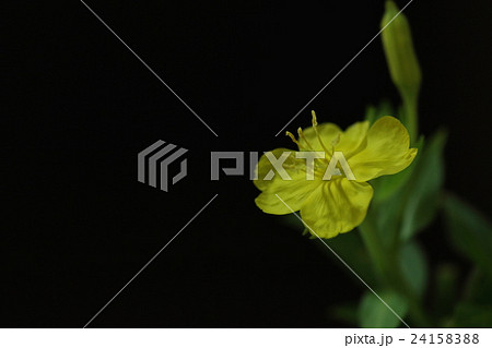 自然　植物　メマツヨイグサ、最近耳にする『月見草オイル』はこの花の種から採れるそうです 24158388