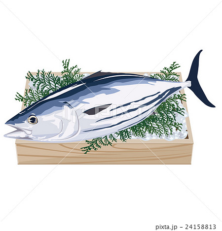 鰹 カツオ イラストのイラスト素材