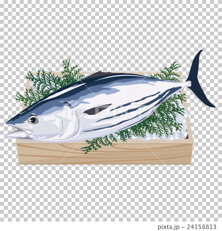Bonito bonito illustration 24158813