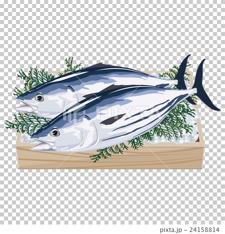 Bonito bonito illustration 24158814