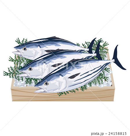 鰹 カツオ イラストのイラスト素材