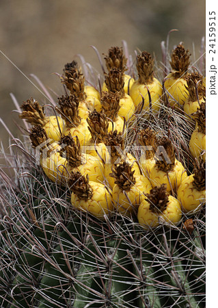 Saguaro National Park, USA.. 24159515