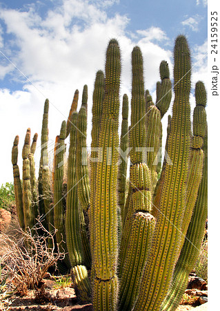 Saguaro National Park, USA.. 24159525