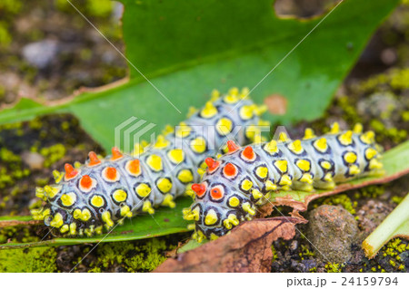 color butterfly worm color butterfly worm 24159794