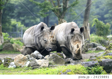 ミナミシロサイ ミナミシロサイ 24159891