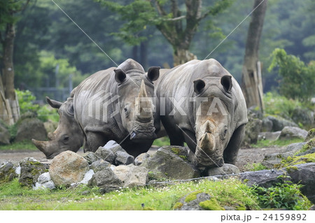 ミナミシロサイ 24159892