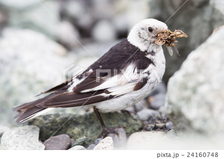 Plectrophenax nivalis in breeding plumage, Iceland Plectrophenax nivalis in breeding plumage, Iceland 24160748