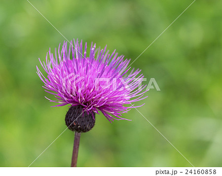 赤紫の野薊 24160858