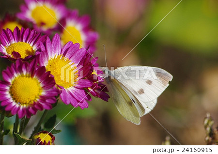 赤い小菊の花に止まるモンシロチョウ 赤い小菊の花に止まるモンシロチョウ 24160915