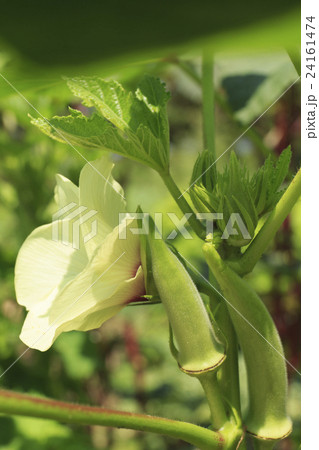 植物 丸オクラの花と実の写真素材